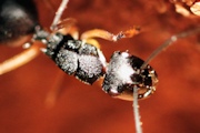 Mulga Ant (Polyrhachis macropa) (Polyrhachis macropa)